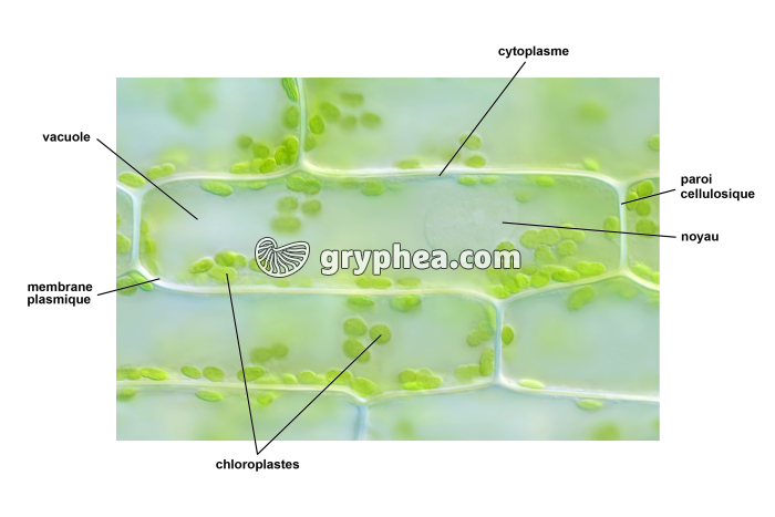 Cellule végétale d'Elodée - vue légendée (Elodea canadensis) x100 - gryphea.org